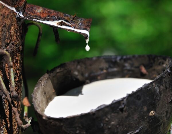 Governo prorroga alíquota para importação de borracha natural até 2027