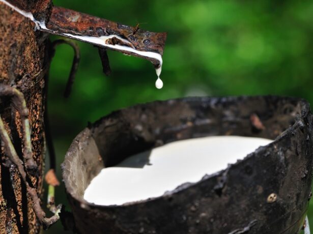 Governo prorroga alíquota para importação de borracha natural até 2027